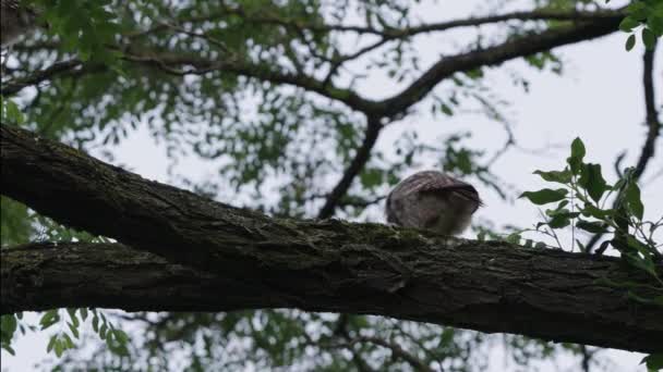 Drei Kleine Eulenbabys Spielen Auf Dem Ast Des Akazienbaums Nahaufnahme — Stockvideo