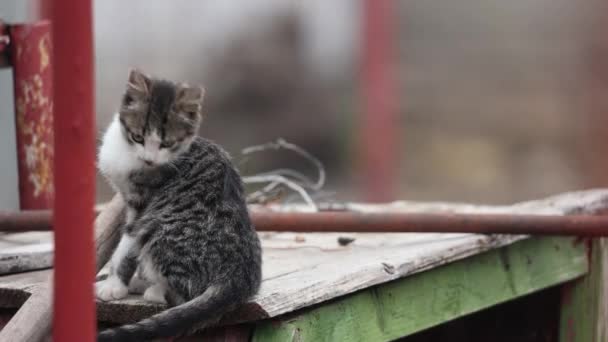 Kittens Likken Hun Vacht Springen Van Tafel Sluiten — Stockvideo