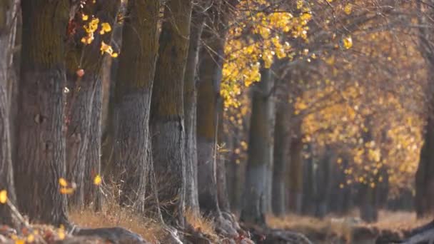 Φως Breeze Φθινόπωρο Aspen Δέντρα Ευρύ Πλάνο — Αρχείο Βίντεο