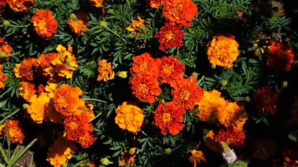 Fleurs Sauvages Dans Vent Sur Champ — Video