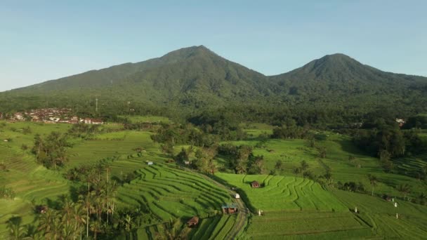 Jatiluwih Rijstvelden Bali Met Bergen Achtergrond Antenne — Stockvideo