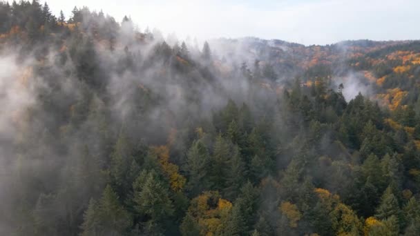 Вид Воздуха Поднятие Тумана Над Лесом Хвойные Деревья Лиственные Деревья — стоковое видео