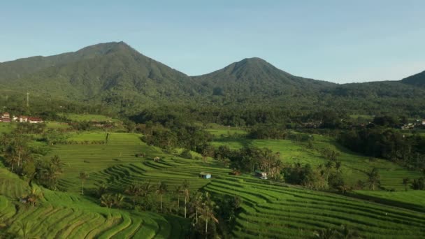 Bali Nin Ünlü Tropikal Pirinç Tarlaları Orman Kaplı Dağlar Jatiluwih — Stok video