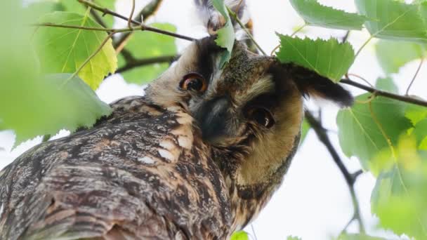 Ağaç Dalları Arasında Saklanan Uzun Kulaklı Baykuş Başını Yavaşça Hareket — Stok video