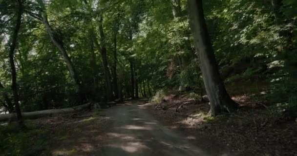 Dark Scary Pebble Road Laying Log Exotic Forest Gylebo Νότια — Αρχείο Βίντεο