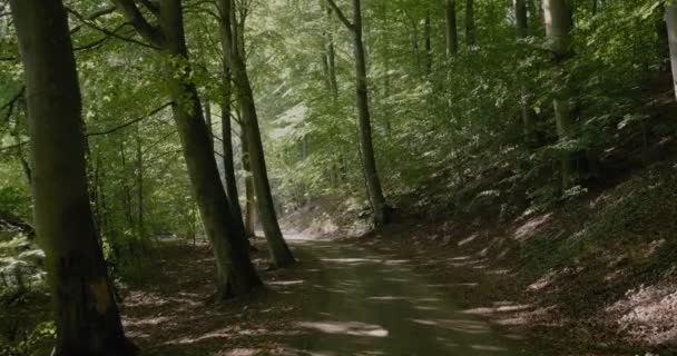 Sunlight Trees Distance Small Pebble Road Exotic Gyllebo Forest Południowa — Wideo stockowe