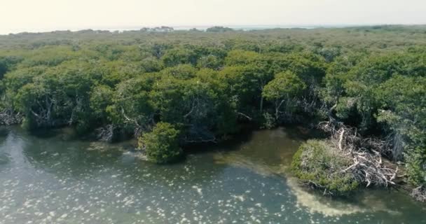 Ilha Tropical Isolada Barreira Protecção Vista Aérea Recife Plana Floresta — Vídeo de Stock