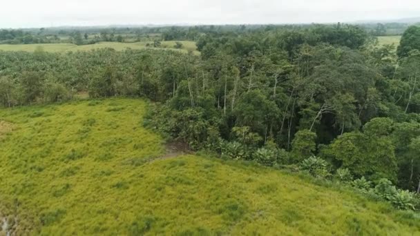 Luchtfoto Boven Bomen Ecuadoraanse Kustprovincie Santo Domingo Groene Velden Palmplantages — Stockvideo