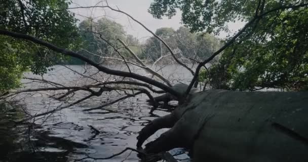 Cortar Árbol Acostado Lago Gyllebo Con Bosques Circundantes Sur Suecia — Vídeos de Stock