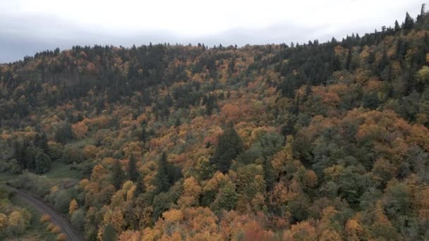 Deciduous Conifer Trees Aerial View Forest Countryside Oregon Usa Bewolkte — Stockvideo