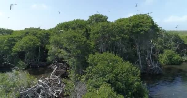 Luchtfoto Uitzicht Borsten Vliegen Rond Een Mangrove Bos Uitzoomen — Stockvideo