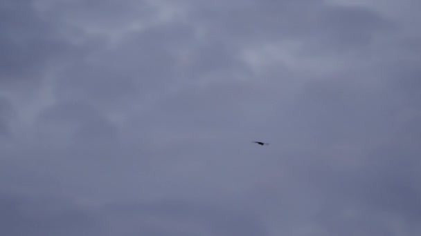 Розмитий Знімок Літаючого Птаха Похмурому Небі Відстеження Пострілу — стокове відео