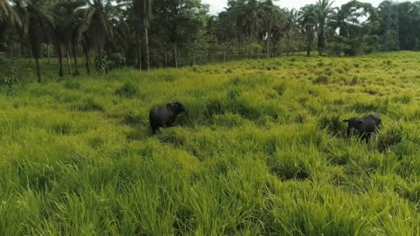 Bulls Green Fields Ecuadorian Coast Province Santo Domingo — Stock Video