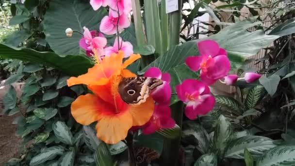 Borboleta Marrom Bonita Flores Hibiscus Coloridas Jardim Close — Vídeo de Stock