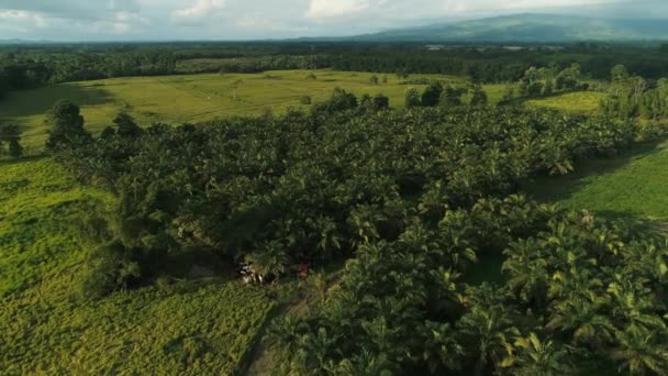 Afrikaanse Palmplantage Ecuadoraanse Kustprovincie Santo Domingo Airial Shoot — Stockvideo