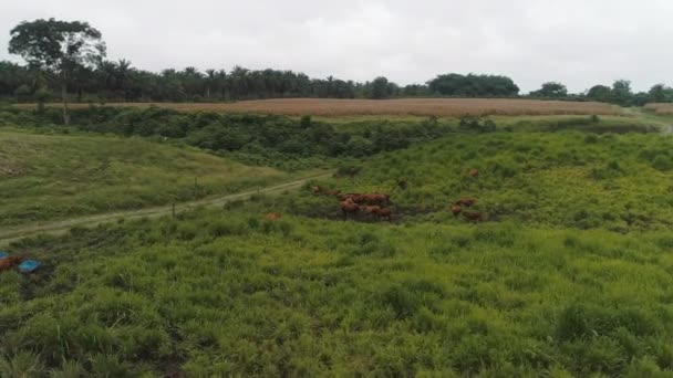 Brangus Koeien Een Groen Veld Ecuadoriaan Ontmoeten Productiekoeien — Stockvideo