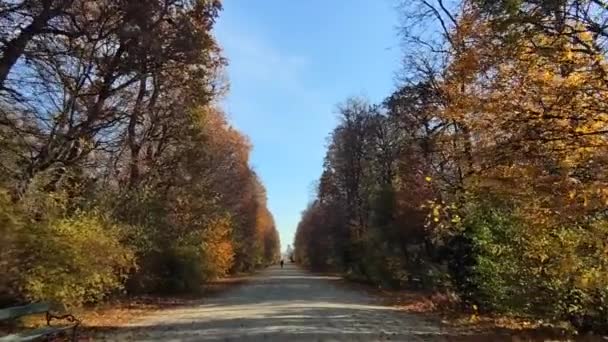 Går Stig Genom Den Vackra Soliga Höstskogen — Stockvideo