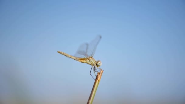 Dragonfly Ξεκουράζεται Ένα Μικρό Υποκατάστημα Στη Συνέχεια Πετούν Μακριά Κοντά — Αρχείο Βίντεο