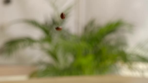 Kavrulmuş Kahve Çekirdekleri Kameranın Önünde Yavaş Çekimde Düşüyor Stüdyo Çekimi — Stok video
