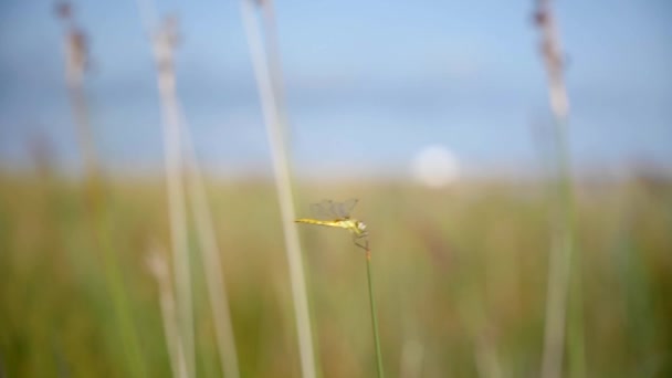 Dragonfly Perching Tip Swaying Grass Wind Inglês Largura — Vídeo de Stock