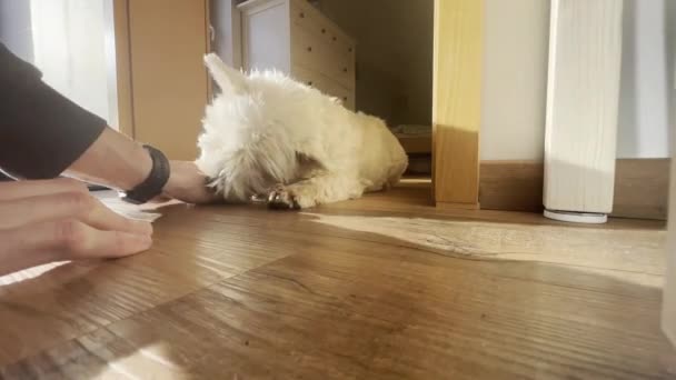 Ärsyttävä Ihminen Pitelee Kuonokoppaa Leikkii Valkoisen Koiran Kanssa Koira Puree — kuvapankkivideo
