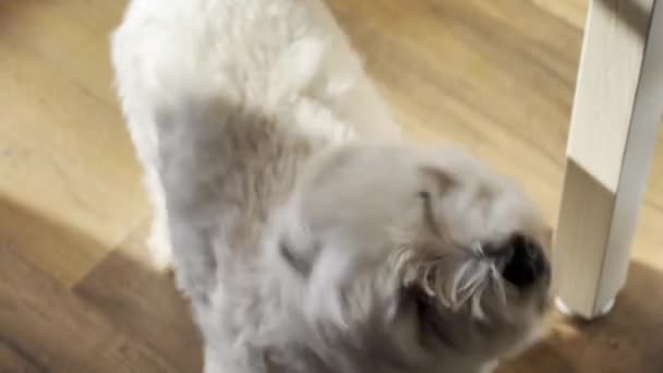 Słodki Futrzany Biały Pies Szczeka Cute Małe West Highland Terrier — Wideo stockowe