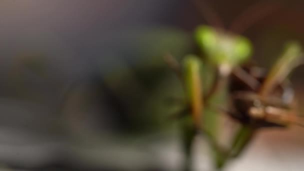 Pull Focus Revela Mantis Religiosa Comiendo Vivo Saltamontes Macro Estático — Vídeo de stock