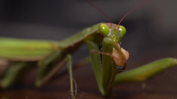 Close Shot Van Een Bidsprinkhaan Mantis Religiosa Eten Van Een — Stockvideo