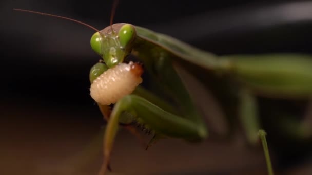 Makro Skott Bedjande Mantis Riva Och Riva Köttet Sitt Byte — Stockvideo