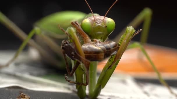 Macro Van Een Bidsprinkhaan Die Zich Voedt Met Dode Insect — Stockvideo