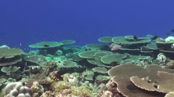 背景为大台珊瑚和深蓝色海的珊瑚礁 — 图库视频影像