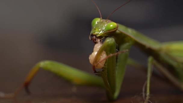 Nahaufnahme Einer Gottesanbeterin Mantis Religiosa Die Einen Wurm Bei Lebendigem — Stockvideo