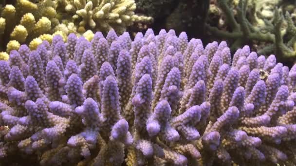 Corail Dur Rose Gros Plan Sur Récif Corallien — Video