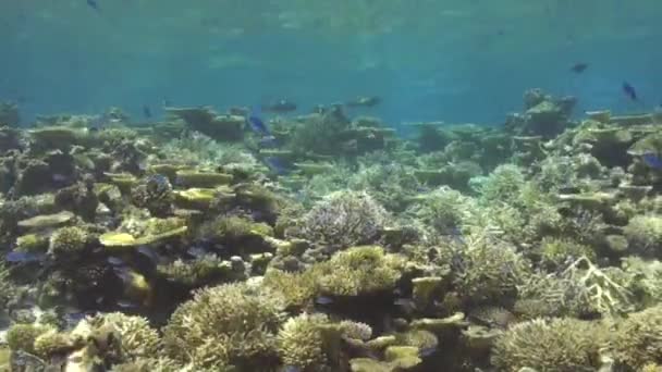 海面下の浅い硬いサンゴとテーブルサンゴを持つ熱帯サンゴ礁 — ストック動画