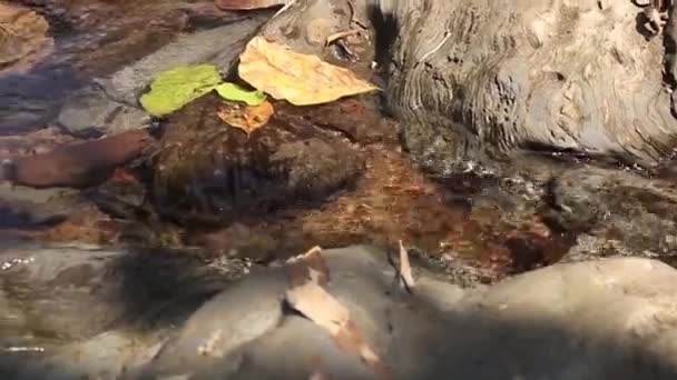 Vista Arroyo Agua Agua Cristalina Que Fluye Naturaleza Rocas Aguas — Vídeos de Stock