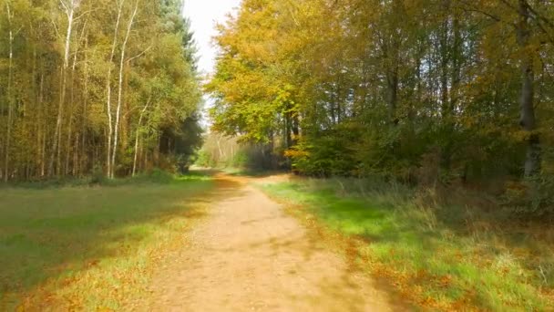 Vista Uno Stretto Sentiero Mezzo Bosco Dove Luce Del Sole — Video Stock