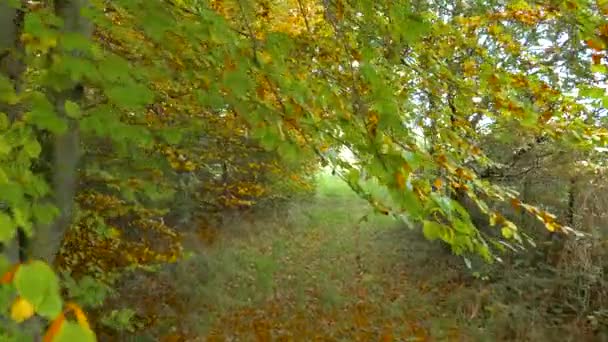 Vista Passeio Através Caminho Estreito Meio Floresta Onde Vegetação Tão — Vídeo de Stock