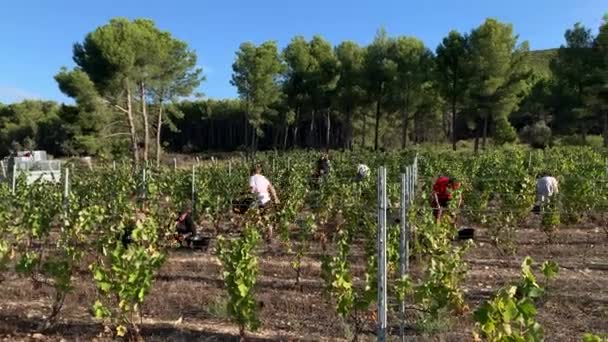 Mensen Plukken Druiven Tijdens Het Oogstseizoen Het Mediterrane Landschap — Stockvideo