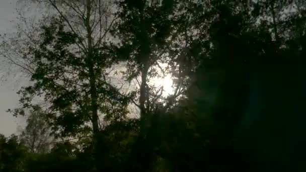 阳光透过绿树的枝条射了出来 在一个阳光灿烂的早晨 森林里有温暖的阳光 从树后发出光芒 — 图库视频影像