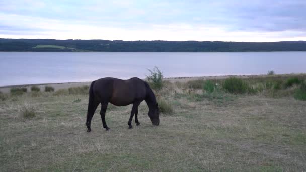 Black Horse Grassing High Grass Shore Lake Static — Stock Video