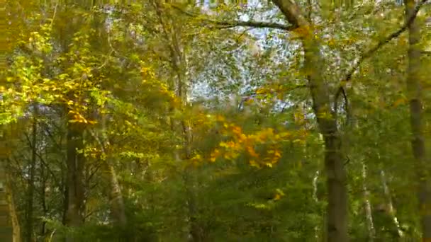 Zicht Zonnestralen Die Vallen Groene Boombladeren Takken Het Bos Bos — Stockvideo