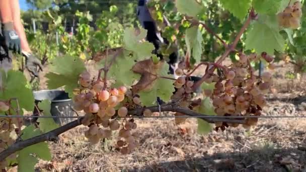 Footage Ripe Grapes People Harvesting Vines Background Fall Season — Stock Video
