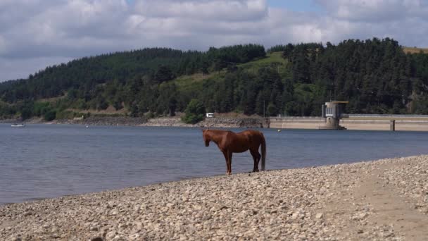 Horse Standing Bank Naussac Lake Langogne Dam France Wide Shot — Stock Video