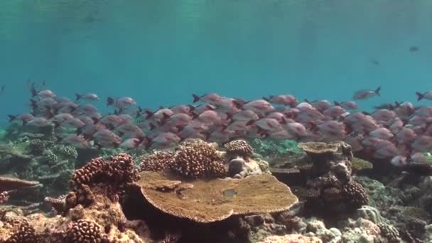 モルディブのサンゴ礁の上を泳ぐ赤いスナッパーの浅瀬 — ストック動画