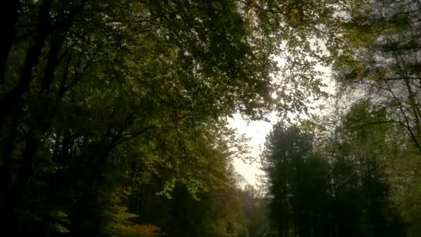 Onderaan Uitzicht Weelderig Groen Gebladerte Van Bomen Met Ochtendzon Wandelen — Stockvideo