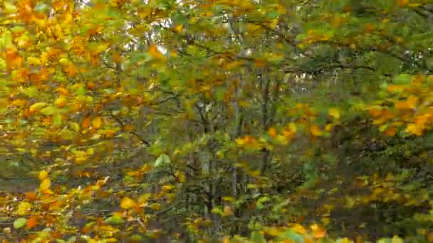 在一个阳光明媚的日子里 森林里的一些叶子已经变成了黄色 即将从树上落下来 为冬天作准备 — 图库视频影像