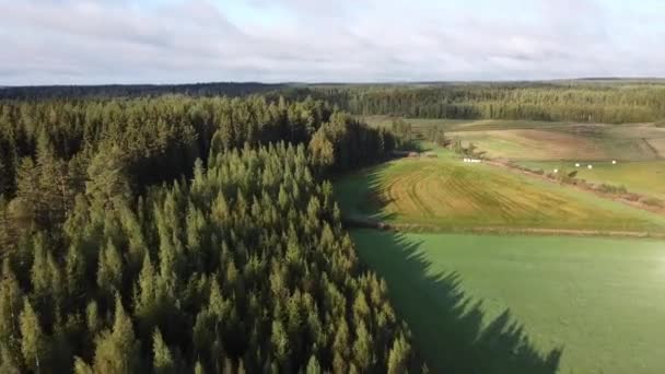 Hermosa Toma Aérea Volando Sobre Bosque Siempreverde Parque Nacional Finlandia — Vídeo de stock