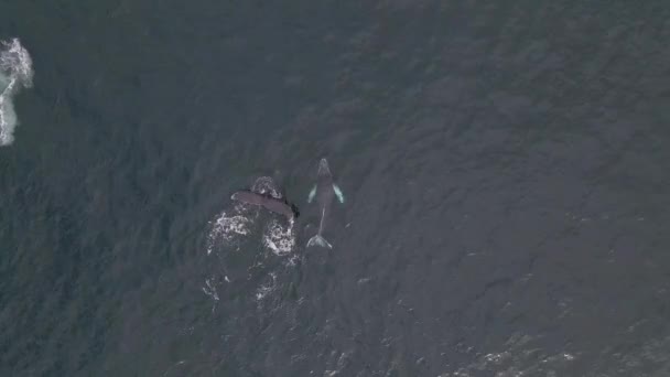 Mladý Hrbatá Velryba Tele Učení Matky Potápět Oceánu Letecký Pohled — Stock video