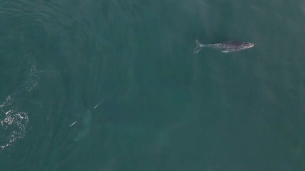 Giovane Gobba Balena Polpaccio Praticare Immersioni Respirazione Mare Vista Aerea — Video Stock