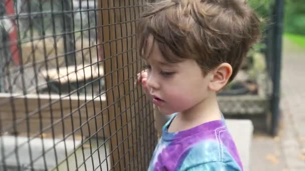 Retrato Menino Americano Zoológico Olhando Para Animais Através Cerca Gaiola — Vídeo de Stock